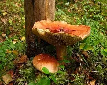 Anis-Schleierling - Cortinarius odorifer