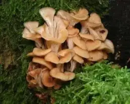 Ánizsszagú fagomba