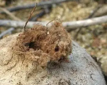 Tiny Earthstar - Disciseda bovista