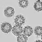 mushroom spore image