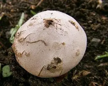 Tiny Earthstar - Disciseda bovista