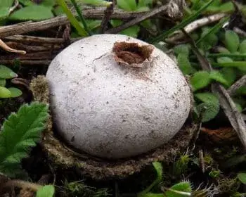 Tiny Earthstar - Disciseda bovista