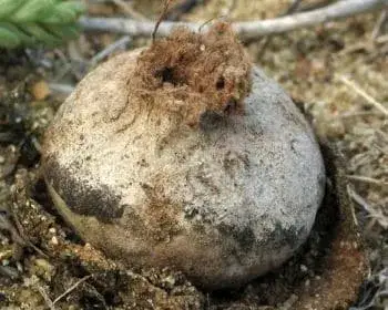 Tiny Earthstar - Disciseda bovista