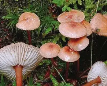Braunfuß-Knoblauchschwindling - Mycetinis scorodonius