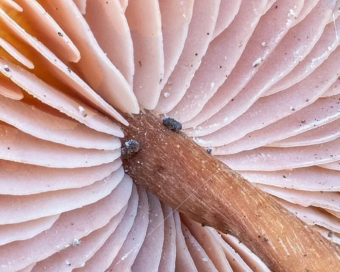 Húsbarna pénzecskegomba - Laccaria laccata