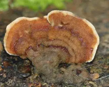 Bársonyos réteggomba - Stereum subtomentosum