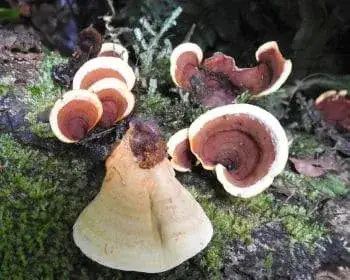 Bársonyos réteggomba - Stereum subtomentosum