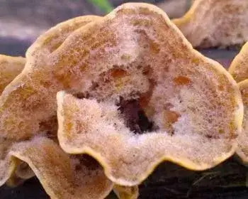 Borstiger Schichtpilz - Stereum hirsutum
