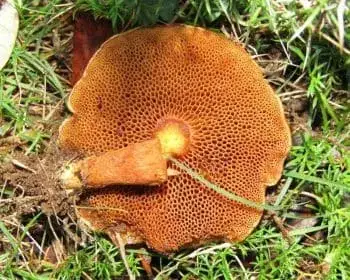 Borsos tinóru - Chalciporus piperatus