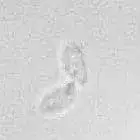 mushroom spore image