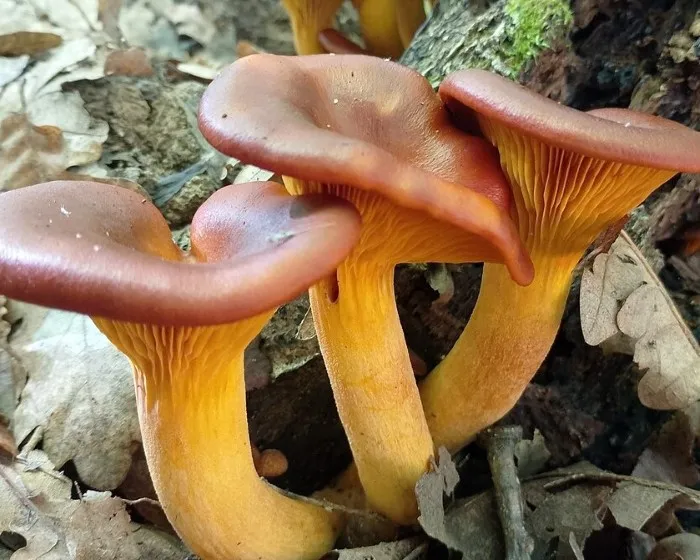 Világító tölcsérgomba - Omphalotus olearius
