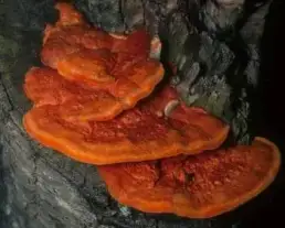 Cinóbertapló
