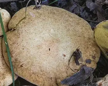 Alder Bolete