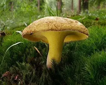 Alder Bolete