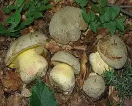Fakó tinóru