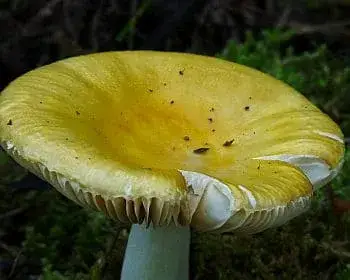 Blassgelber Täubling - Russula ochroleuca