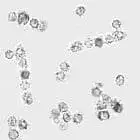 mushroom spore image