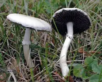 Feketéslemezű harmatgomba - Stropharia melanosperma