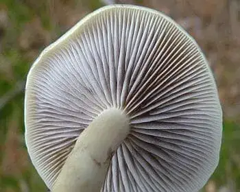 Rauchblättriger Schwefelkopf - Hypholoma capnoides