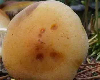 Rauchblättriger Schwefelkopf - Hypholoma capnoides