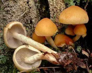 Rauchblättriger Schwefelkopf - Hypholoma capnoides