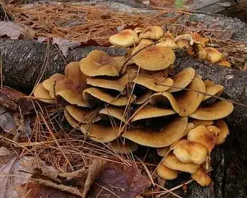 Rauchblättriger Schwefelkopf - Hypholoma capnoides