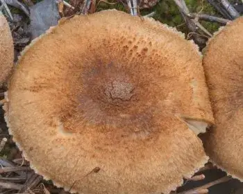 Erd-Risspilz - Inocybe terrigena