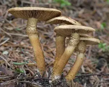Erd-Risspilz - Inocybe terrigena