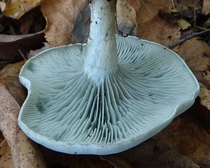 Aniseed Toadstool - Clitocybe odora