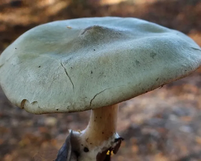 Aniseed Toadstool - Clitocybe odora
