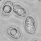 mushroom spore image