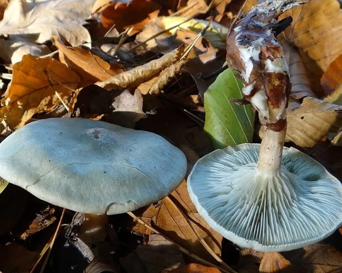 Aniseed Toadstool - Clitocybe odora
