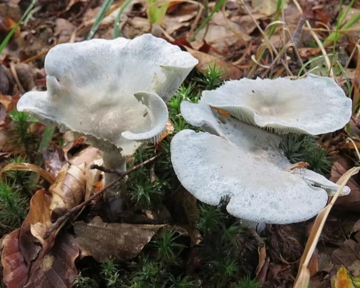 Aniseed Toadstool - Clitocybe odora