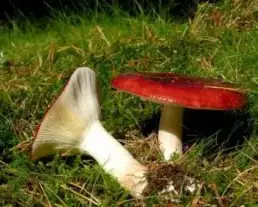 Lápi galambgomba
