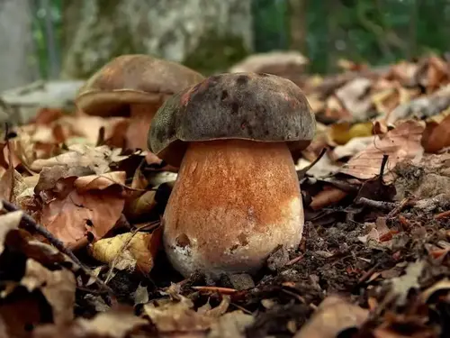 Bronzos vargánya - Boletus aereus