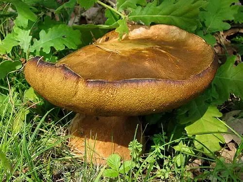 Bronzos vargánya - Boletus aereus