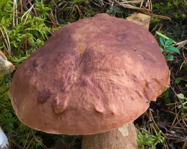 Kiefern-Steinpilz - Boletus pinophilus