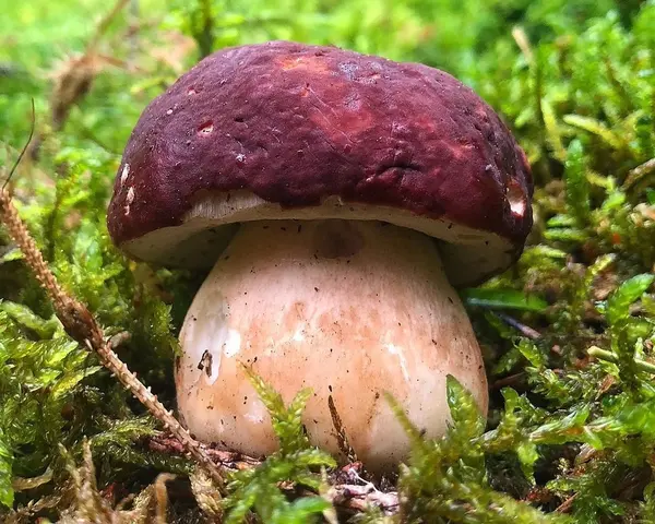 Kiefern-Steinpilz - Boletus pinophilus
