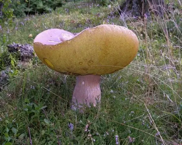 Kiefern-Steinpilz - Boletus pinophilus