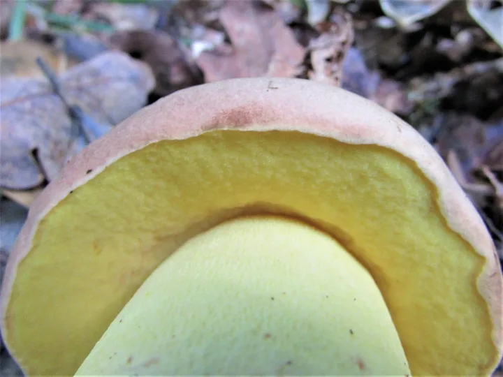 Anhängsel-Röhrling - Butyriboletus appendiculatus