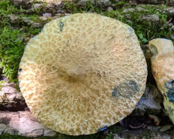 Bluing bolete - Gyroporus cyanescens