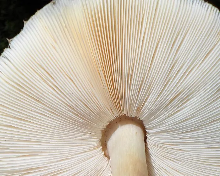 Kerti őzlábgomba - Chlorophyllum brunneum