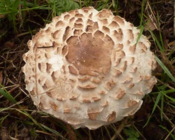 Kerti őzlábgomba - Chlorophyllum brunneum