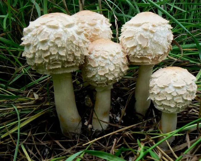 Kerti őzlábgomba - Chlorophyllum brunneum