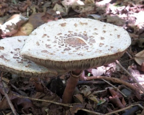 Kerti őzlábgomba - Chlorophyllum brunneum