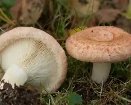 Nyírfa-szőrgomba