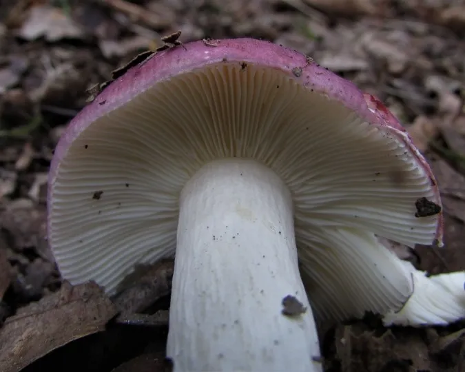 Blackish purple russula