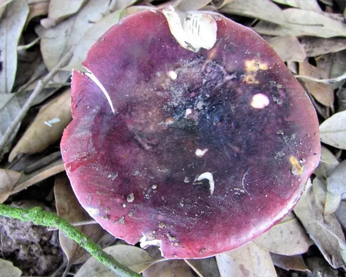 Blackish purple russula