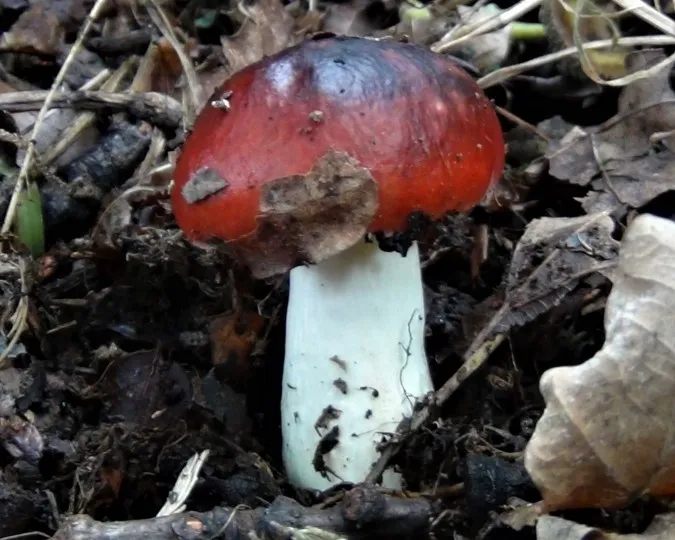 Blackish purple russula