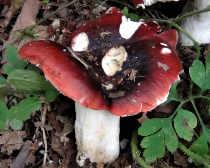 Blackish purple russula